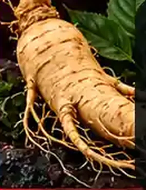 Panax Ginseng Aerial