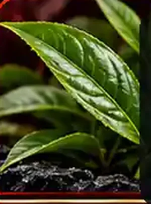 Green Tea Leaf Extract