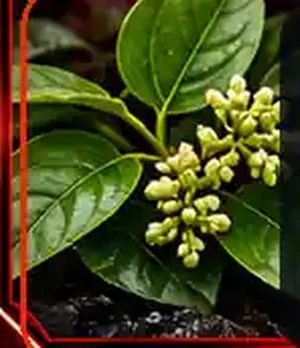 Gymnema Leaf Extract