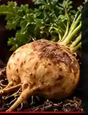 Maca Root Extract